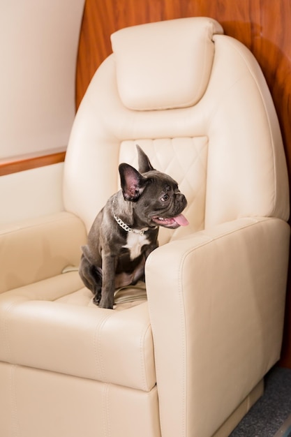 Cachorro no avião. Buldogue francês em uma placa, foco seletivo. Transporte de cães