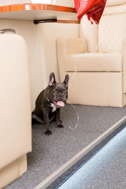 Cachorro no avião. Buldogue francês em uma placa, foco seletivo. Transporte de cães