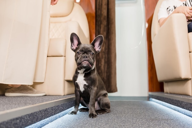 Cachorro no avião. Buldogue francês em uma placa, foco seletivo. Transporte de cães