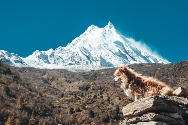 Cachorro no Himalaia relaxando ao sol abaixo do Monte Manaslu