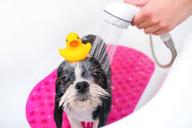 Cachorro no salão de beleza; o cachorro toma banho; o animal recebe tratamentos de beleza no salão de beleza para cães. no banheiro. pato na cabeça