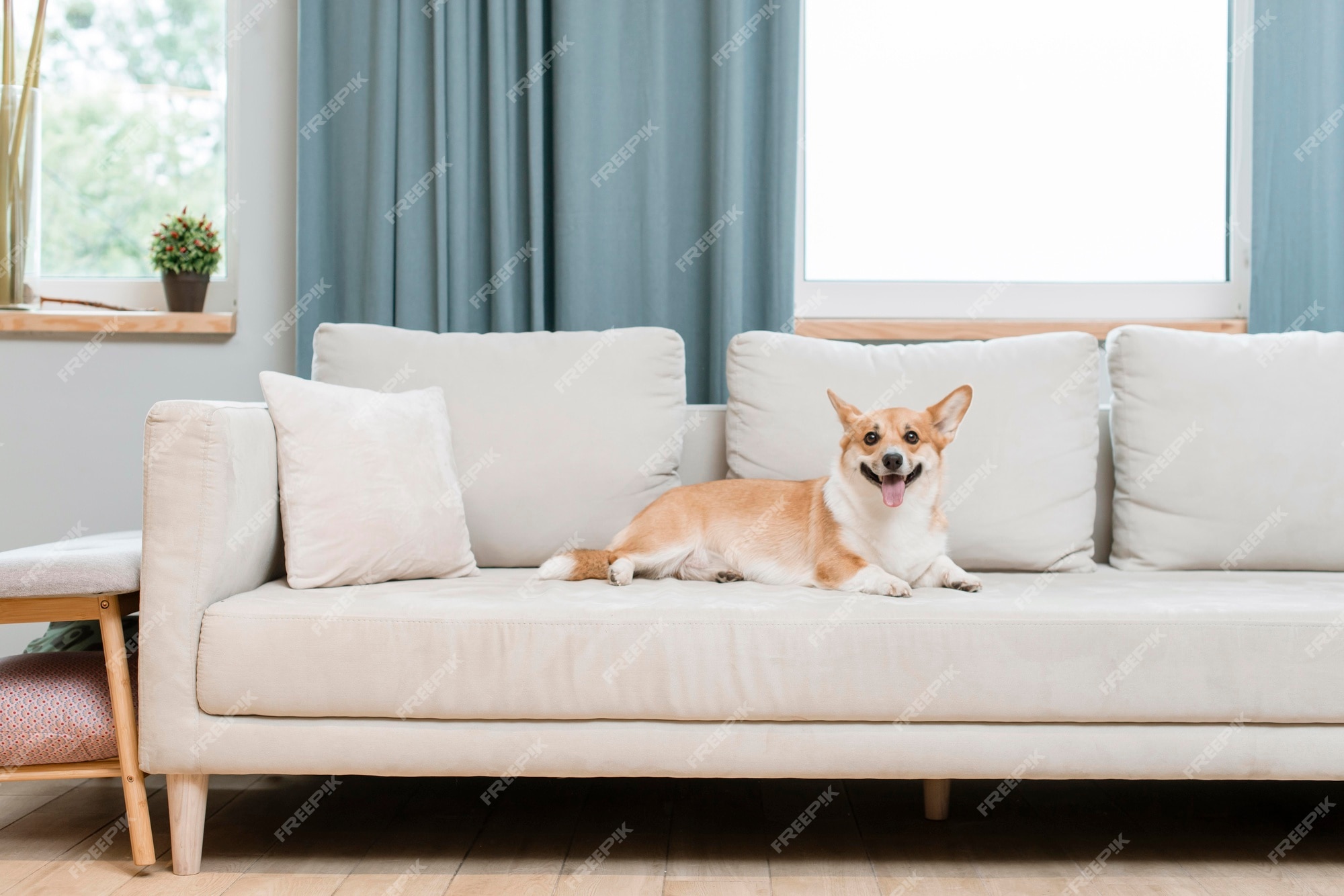 Cachorro no sofá em casa | Foto Premium