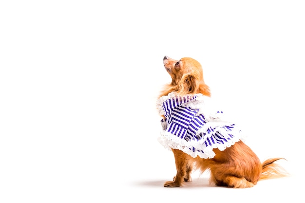 Cachorro obediente elegante em fundo branco