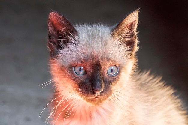 Cachorro de ojos azules cabeza de gato mirando curioso adorable gatito