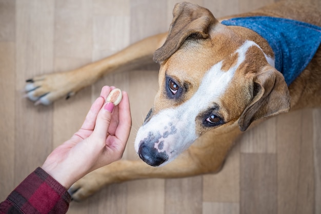 Cachorro olha para o dono recebendo guloseimas dele, vista de cima. Pessoa dá comida a um filhote de cachorro staffordshire terrier em uma sala