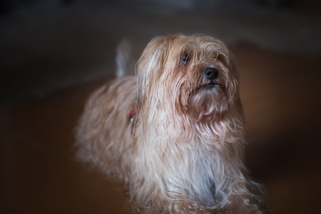 Foto cachorro olhando para a câmera, retrato de um cachorro em um fundo escuro, animal fofo, animal de estimação.