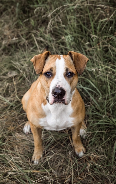 Cachorro olhando para cima, sentado na grama cinza no dia de outono