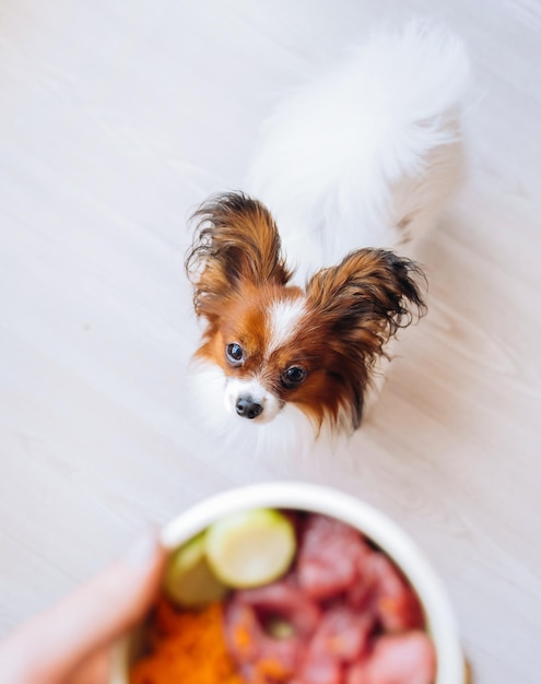 Foto cachorro olhando para um prato de comida de cachorro de carne natural