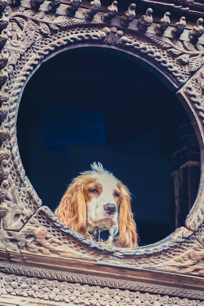 Cachorro olhando pela janela