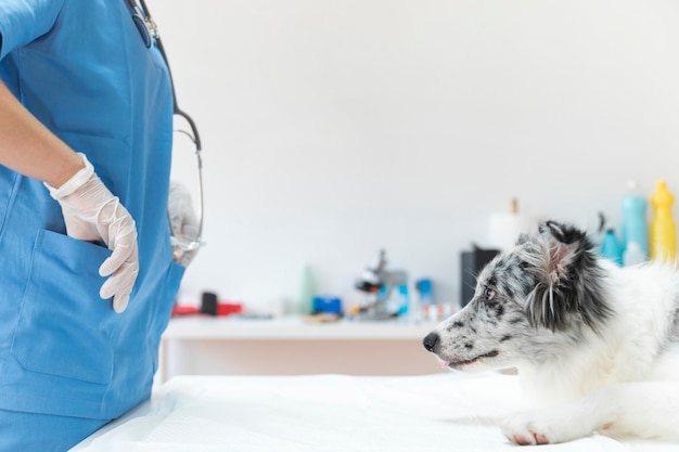 Foto cachorro olhando veterinário feminino com as mãos no bolso