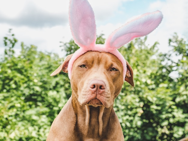 Cachorro de orejas de conejo