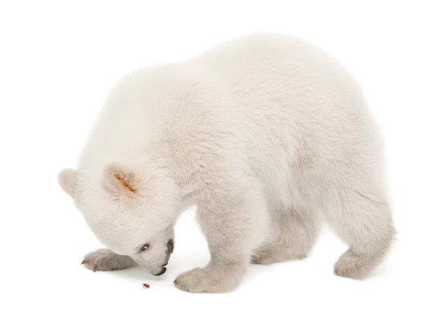 Cachorro de oso polar, Ursus maritimus, de 6 meses de edad, mirando a la mariquita contra la superficie blanca