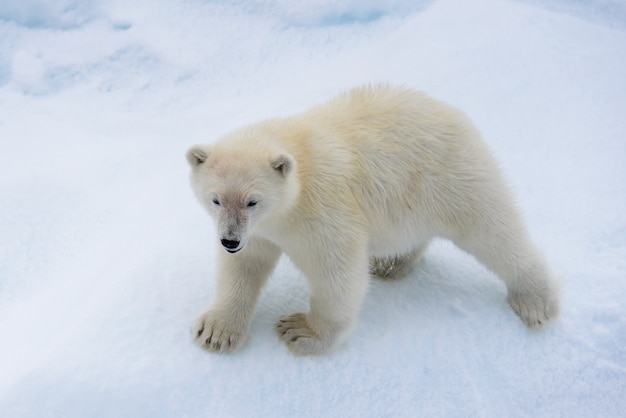 Cachorro de oso polar (Ursus maritimus) en la bolsa de hielo, al norte del Ártico de Svalbard, Noruega