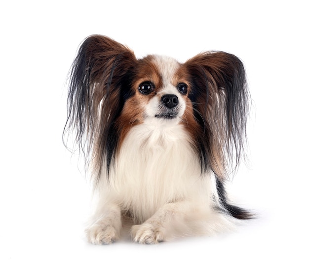 Cachorro papillon na frente de um fundo branco