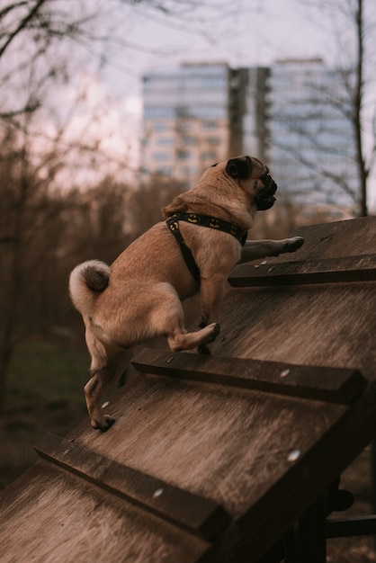 Cachorro passeando no parque