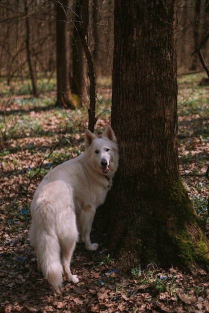 Foto cachorro passeando no parque