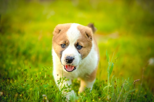 Cachorro en pasto verde