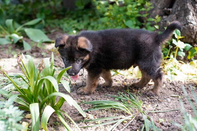 Cachorro de pastor al aire libre caminar mascota sobre hierba verdexA