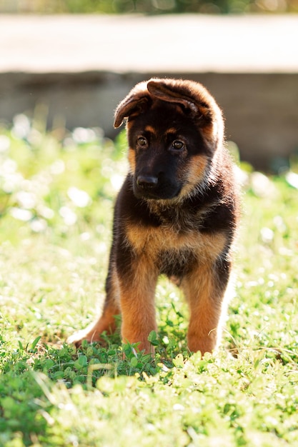 Cachorro pastor alemán de 2 meses caminando al aire libre