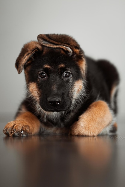 Cachorro de pastor alemán de 2 meses en casa