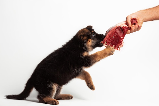 Foto cachorro de pastor alemán de 2 meses comiendo y jugando con carne de res