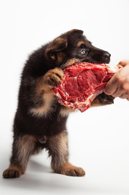 Cachorro de pastor alemán de 2 meses jugando con carne de res