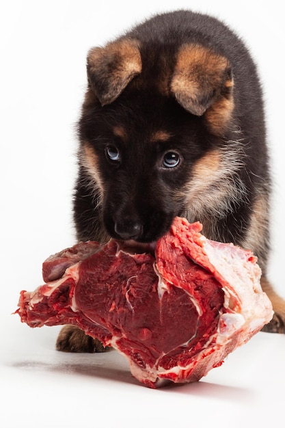 Cachorro de pastor alemán de 2 meses jugando con carne de res