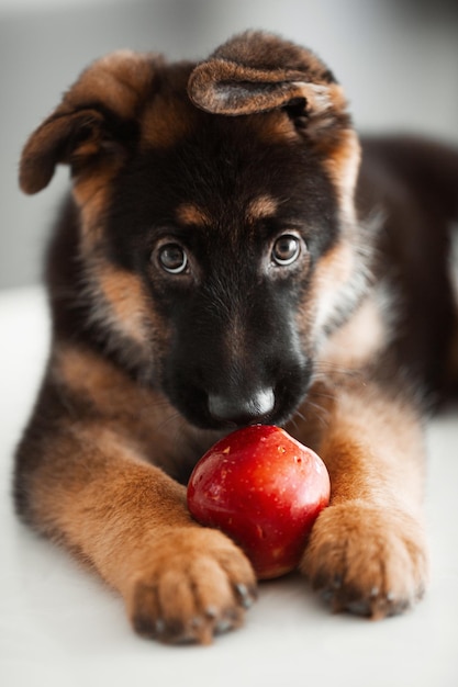 Cachorro pastor alemán de 2 meses jugando con manzana
