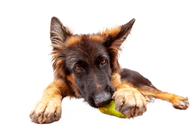 Un cachorro de pastor alemán está mordiendo un pepino verde. Primer plano sobre un fondo blanco.