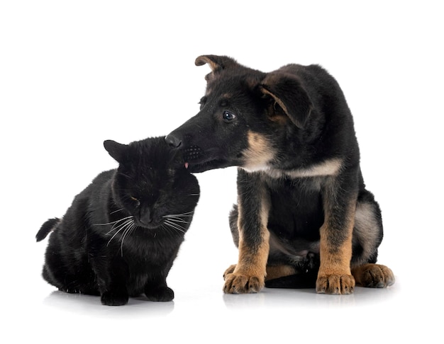 cachorro, pastor alemán, y, gato, delante de, fondo blanco