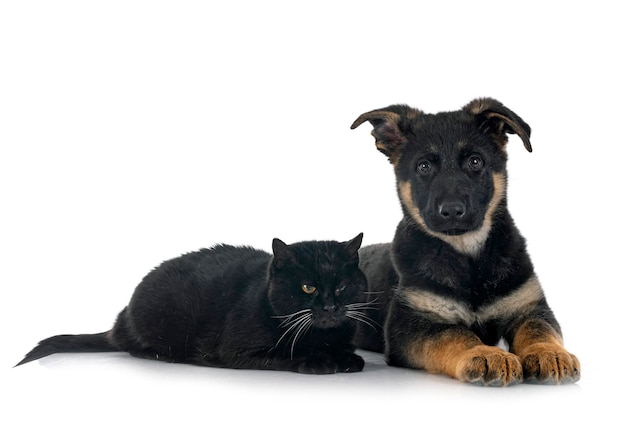 cachorro, pastor alemán, y, gato, delante de, fondo blanco