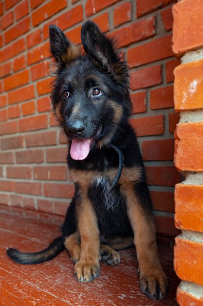 Un cachorro de pastor alemán en el porche junto a la pared