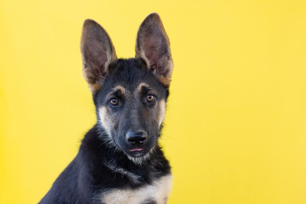 El cachorro de pastor alemán sobre una superficie amarilla