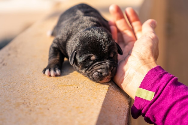 Un cachorro de Pastor Alemán con un solo día de vida siendo acariciado por la mano de una joven