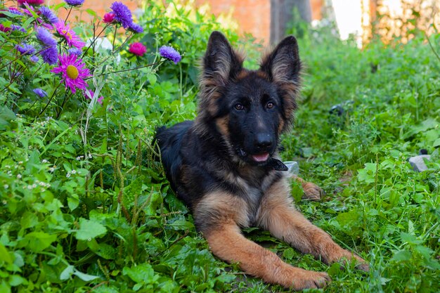 Cachorro de pastor alemán yace en la hierba