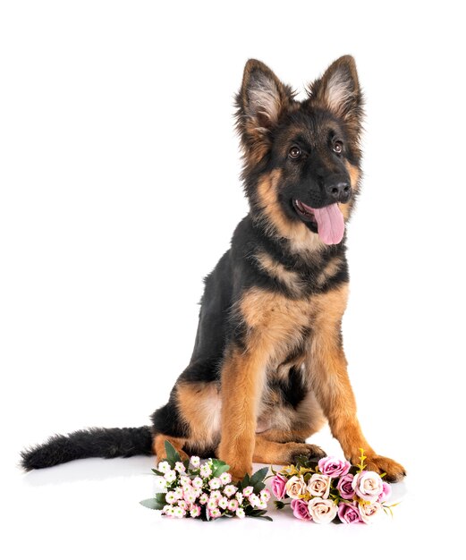 Cachorro pastor alemán