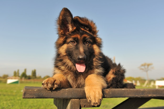 Cachorro pastor alemán