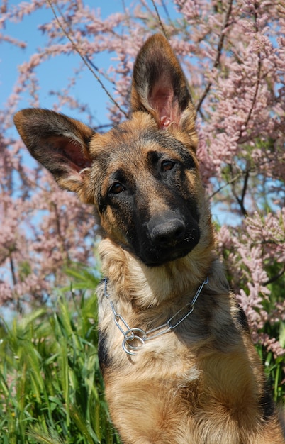 Cachorro pastor alemán