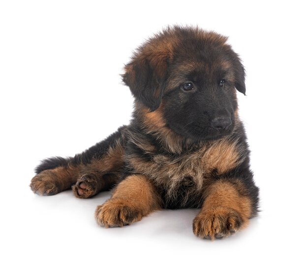 Cachorro de pastor alemán