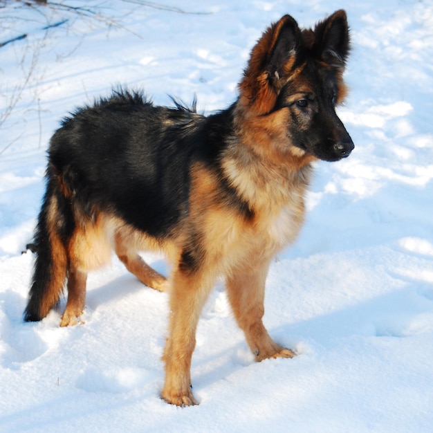 Cachorro pastor alemão brinca no inverno em uma caminhada com coleira na neve