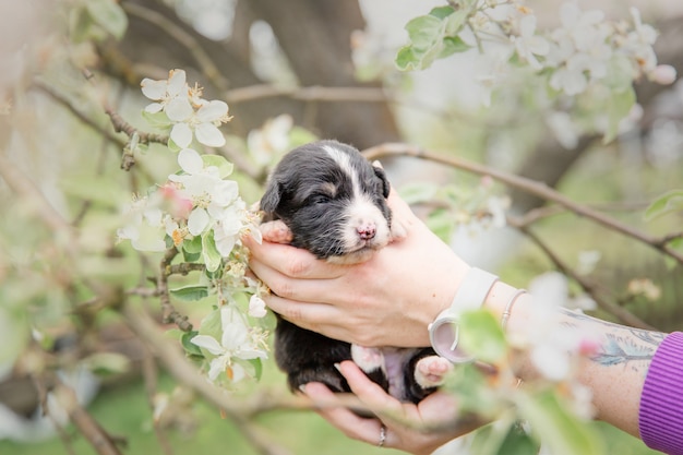 Cachorro de pastor australiano Cachorro recién nacido Cachorro en las manos Perrito lindo