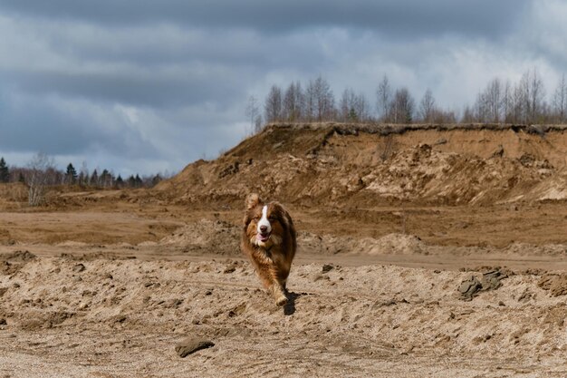 Cachorro de pastor australiano con cara feliz divertida corre a través de la arena en un día cálido y soleado