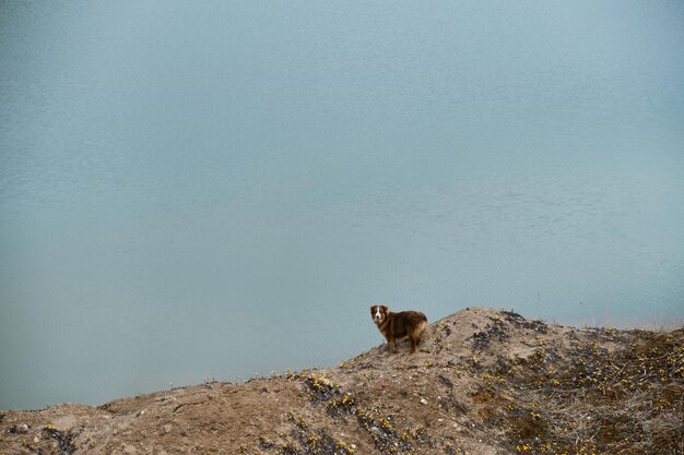 Cachorro de pastor australiano se encuentra en la orilla arenosa del río y mira a lo lejos