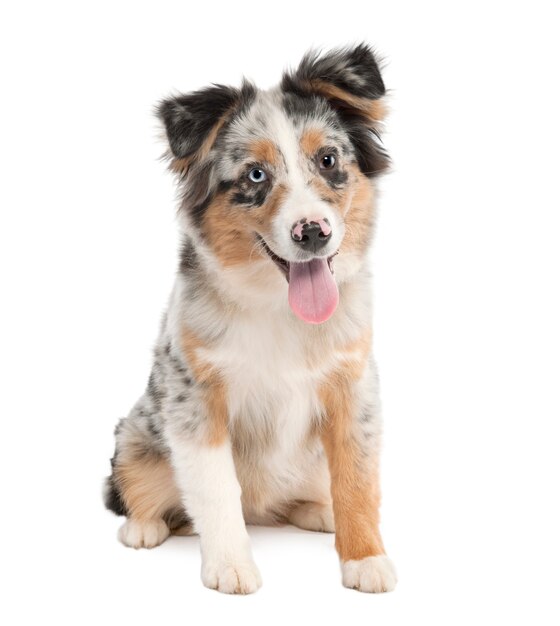 Cachorro Pastor Australiano jadeando con 5 meses. Retrato de perro aislado