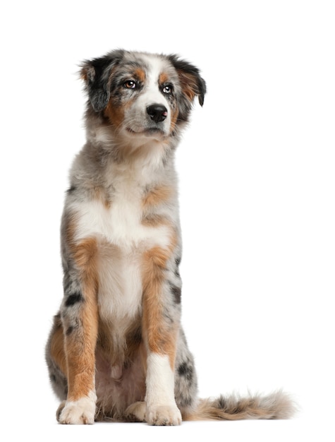 Cachorro Pastor Australiano sentado