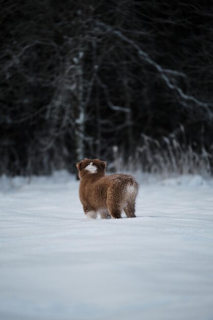 Cachorro de pastor australiano tricolor rojo se encuentra en la nieve contra el fondo del bosque nevado