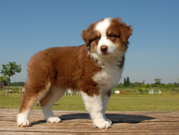 Cachorro Pastor Australiano