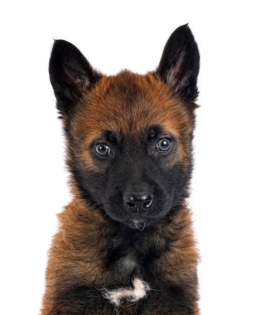 Cachorro pastor belga delante de un fondo blanco