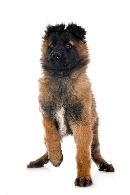 Cachorro pastor belga delante de un fondo blanco