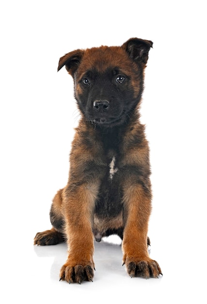 Cachorro pastor belga delante de un fondo blanco